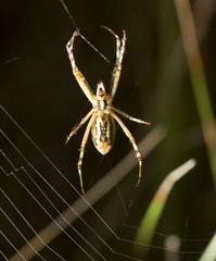 the spider sits on a wet web