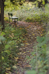 Autumn scene with a bench