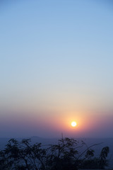 Zweige im Sonnenuntergang in Mysore - 172675857