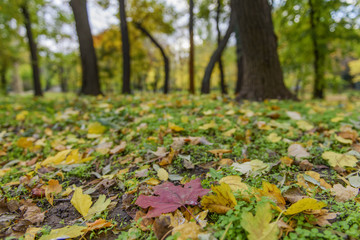 Autumn landscape in a park
