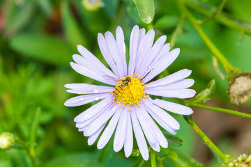 Obraz premium korea daisy