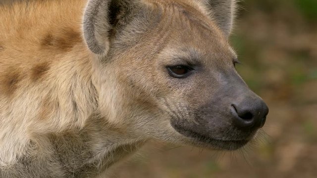 Spotted hyena (Crocuta crocuta) portrait