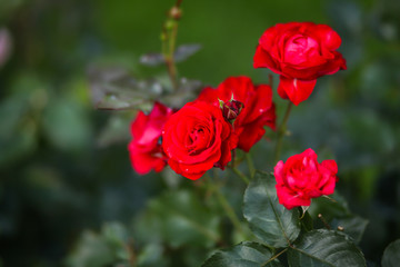 куст роз цветёт в саду