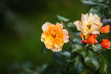 куст роз цветёт в саду