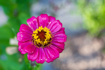 zinnia