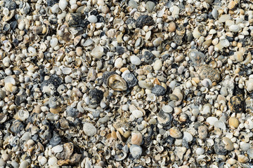 Vielfalt der Muscheln an der Atlantikküste in Frankreich am Morgen bei Sonnenschein und Ebbe