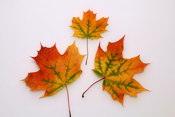 Three maple autumn leaves on a white background