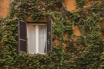 Fototapeta na wymiar Window with vegetation in Rome