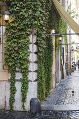 Fototapeta na wymiar Street and building cover with vegetation in Rome, Italy