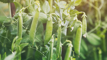 young peas growing in the garden