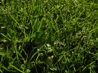 grass