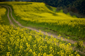 Road splitting Colza field