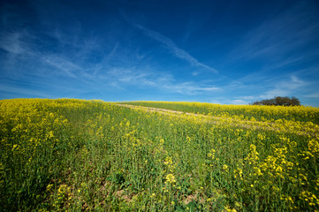 Fototapeta premium Blue sky and Colza field