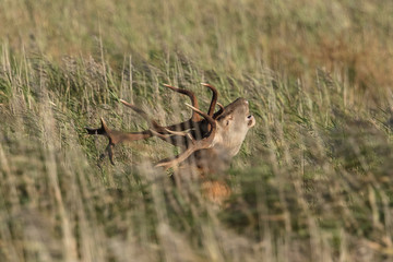hirsch im schilf