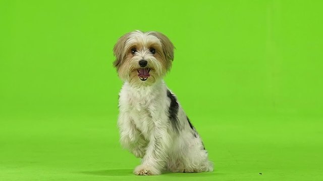 Dog raised his paw and stuck out his tongue. Green screen. Slow motion