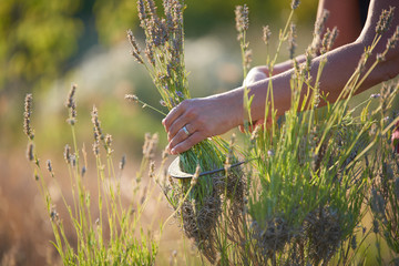 Lavender Harvest 
Hand harvesting blooming flowers of Lavender