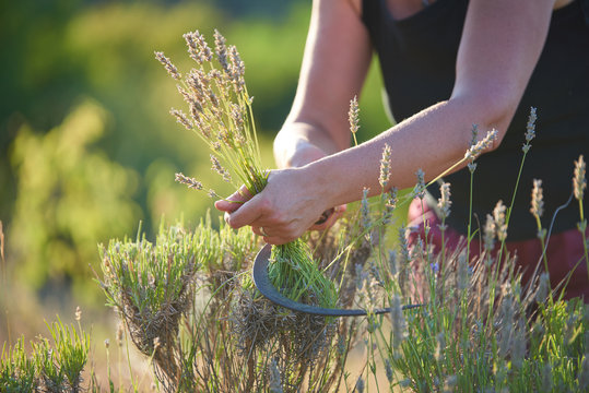 Fototapeta Lavender Harvest   Hand harvesting blooming flowers of Lavender