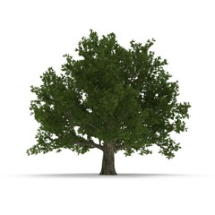 Old Green summer red oak tree isolated on white. 3D illustration