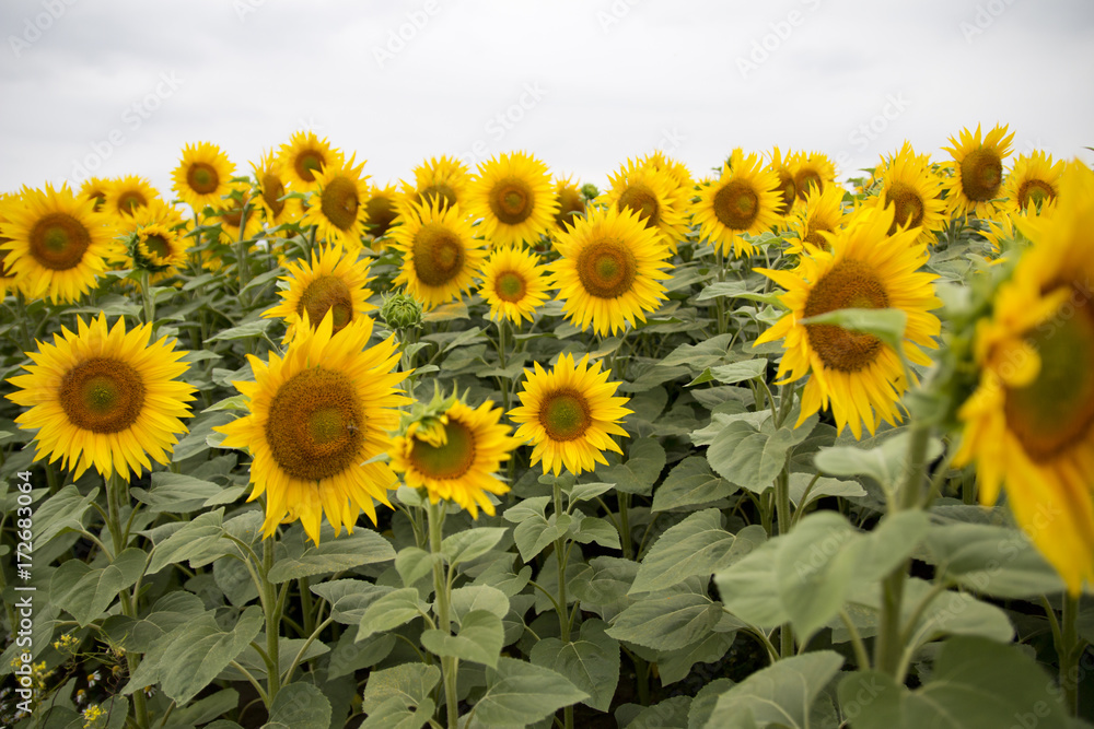 Wall mural sonnenblumen