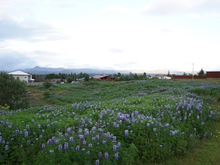 Landschaft am Stadtrand von Reykjavik