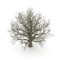 Fototapeta premium Old Red Oak Tree Winter on white. 3D illustration