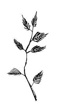 Hand drawn tree branch with leaves painted by ink. Sketch style vector. Black image on white background.