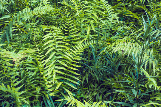 Ferns tropical green leaves foliage,floral natural background