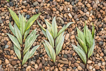 green leaf on pebble,background