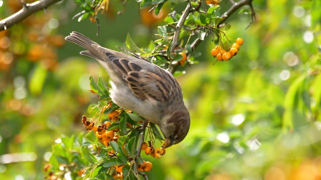 House sparrow in firethorn