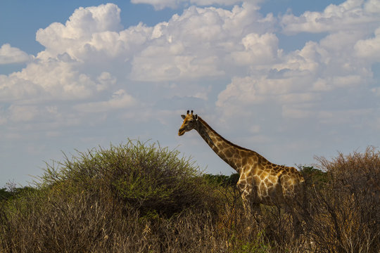 Giraffe  (Giraffa Camelopardis)