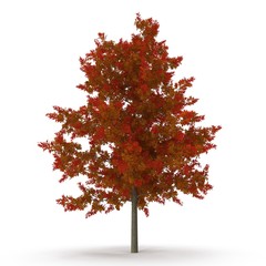 Red Oak Tree Autumn on white. 3D illustration