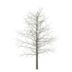 Red Oak Young Tree Winter on white. 3D illustration