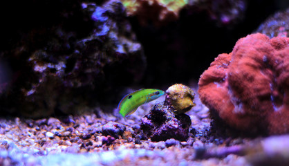 Obraz premium Green moon wrasse