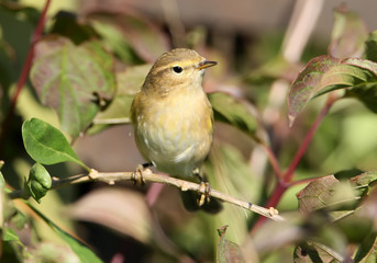 The willow warbler (Phylloscopus trochilus) close up