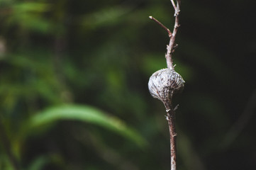 A weed with a Gall