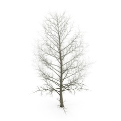 large poplar tree without leaves. Isolated over white. 3D illustration