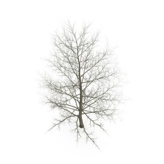 large poplar tree without leaves. Isolated over white. 3D illustration