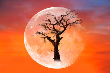 Dead tree wtih super moon  "Elements of this image furnished by NASA