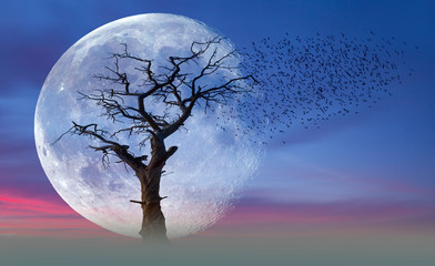 Fototapeta premium Dead tree wtih super moon 