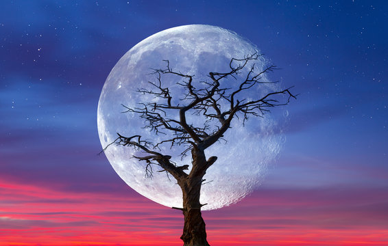 Dead tree wtih super moon  "Elements of this image furnished by NASA