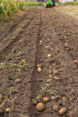 Digging up the potato with small tractor. Combs of potato tubers ready for gathering