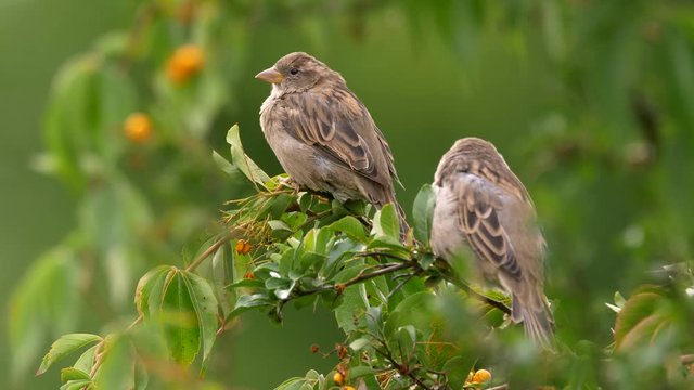 House sparrow in firethorn