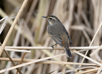 Bluethroat on the reed. Close up portrait
