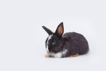Rabbit on isolated withe background