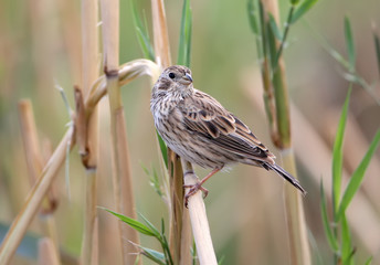 The corn bunting (Emberiza calandra) sits on the reed