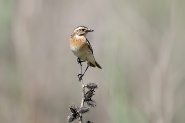 Female winchat