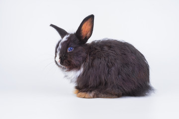 Rabbit on isolated withe background