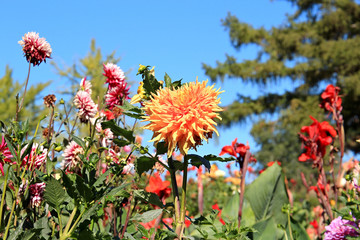riot of beautiful flowers