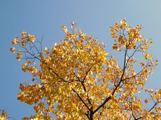 Herbst