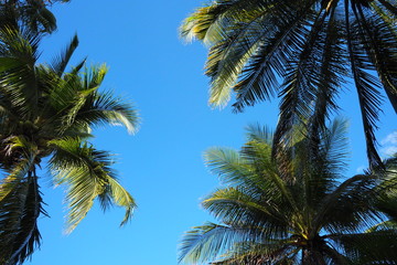 Fototapeta na wymiar Palm leaf with blue sky background,copy space.